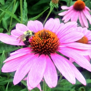 Our Butterfly Garden loves the rain this summer!